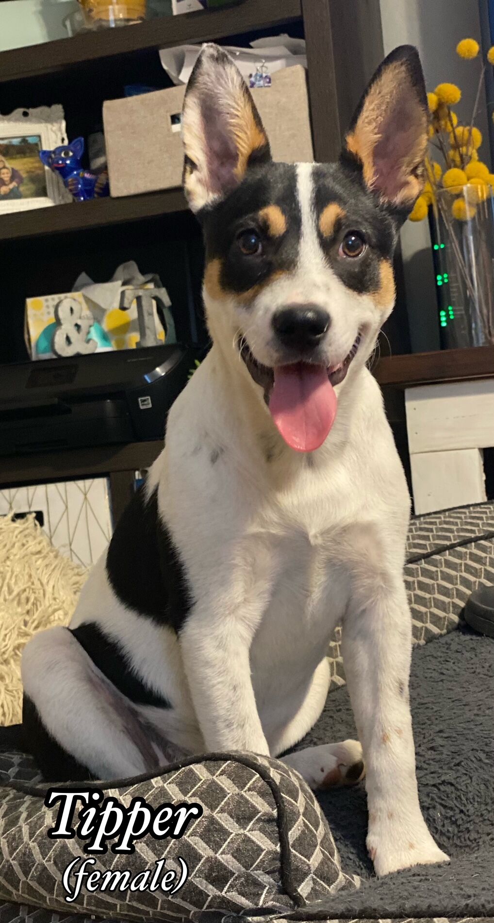 Tipper